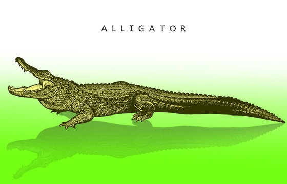 American alligator - illustration in engraving style. A bright image of a crocodile reptile, a crocodile with an open mouth, a side view.