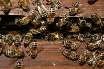 Honigbienen, Honey bees, Apis melifera am Bienenstock, Beute, beehive