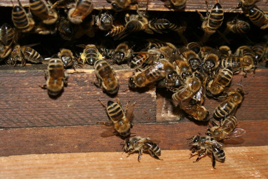 Honigbienen, Honey bees, Apis melifera am Bienenstock, Beute, beehive © Sahara Frost
