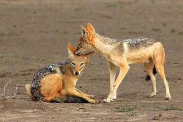 Fototapeta premium The black-backed jackal (Canis mesomelas) drinks at the waterhole in the desert. A pair of jackals during hygiene.
