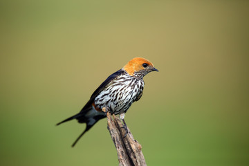 The lesser striped swallow (Cecropis abyssinica) sitting on the branch. Swallow with green background.