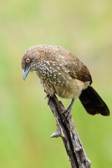 The arrow-marked babbler (Turdoides jardineii) sitting on the branch with green background. Passerine with green background.