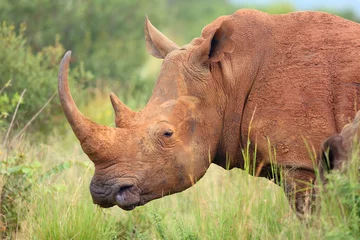 Papier peint photo autocollant rond Rhinocéros Le rhinocéros blanc ou rhinocéros à lèvres carrées (Ceratotherium simum), portrait
