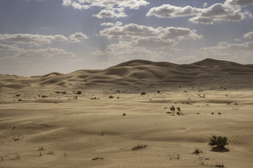 Sand dunes in Sahara desert, Algeria
