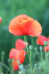 poppy