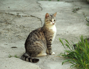 Naklejka na ściany i meble Grey cat sitting outside near grass