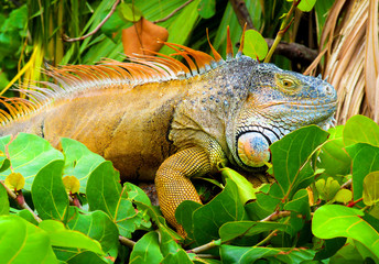 Iguana in nature habitat (Latin - Iguana iguana). Close-up image of large herbivorous lizard sitting on a tropical jungle tree with green leafs in the Fort Lauderdale area, Florida, USA.