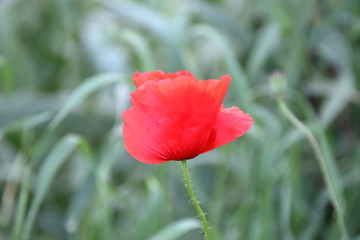 poppy in the field