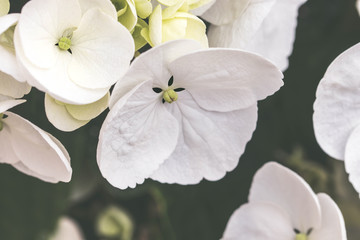 Beautiful bush of white blooming flowers. Texture for wallpaper or web banner. Blossoming hydrangea close up