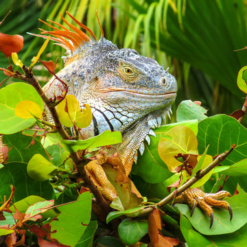 Iguana in nature habitat (Latin - Iguana iguana). Close-up image of large herbivorous lizard sitting on a tropical jungle tree with green leafs in the Fort Lauderdale area, Florida, USA.