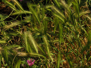 green ears of wheat