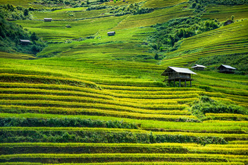 Beautiful landscape of rice field terraced at SAPA district Northwest Vietnam