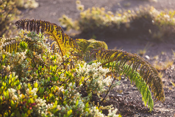 Fern