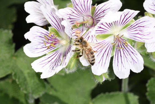 Biene best&auml;ubt Storchschnabel Bl&uuml;te