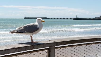 Mouette devant le phare des Sables d'Olonne