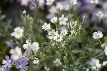 petit white garden flowers