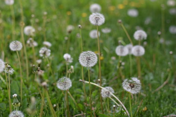 Dandelions among green grass