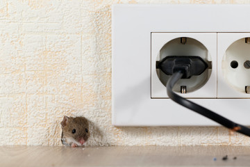 closeup mouse (Mus musculus)  peeps out of a hole in the wall with electric outlet. Mice control concept. Extermination..