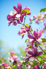 Fototapeta na wymiar Magnolia flower beautiful spring background