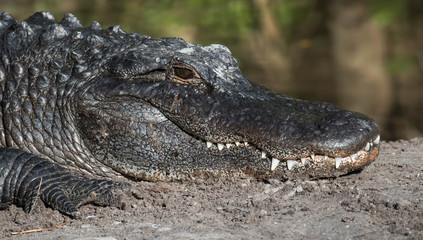 Obraz premium Alligator