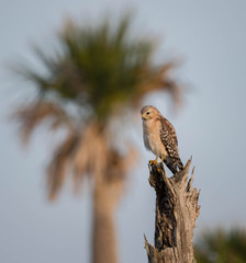 Red Shouldered Hawk