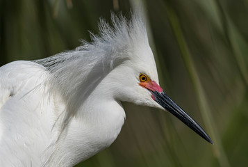 Snowy Egret