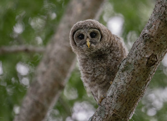 Barred Owlet