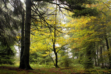 Tree landscape in fog, fairytale nature scene, Feldberg im Taunus, Hessen, Germany