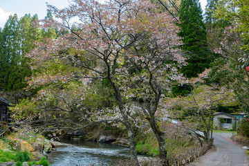 Obraz premium 長湯温泉【大分県竹田市直入】