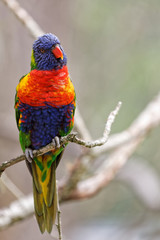 loriquet arc-en-ciel