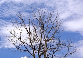 landscape of tree and blue sky