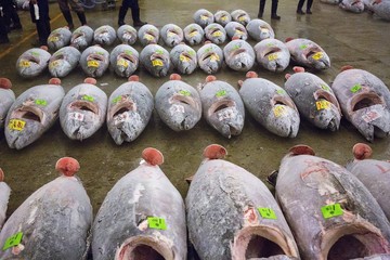 Tuna at the Tsukiji Fish Market in Tokyo, Japan