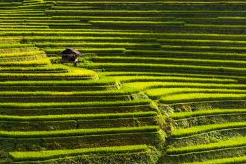 Beautiful landscape of rice field terraced at SAPA district Northwest Vietnam