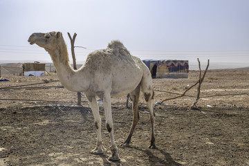 Camel with berber camp in Sahara desert, Algeria