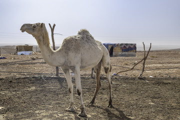 Camel with berber camp in Sahara desert, Algeria
