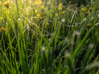 Summer day, toned photo, background with plants