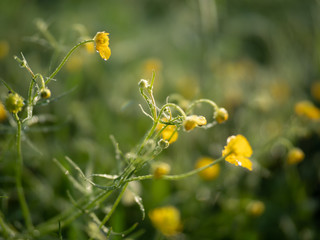 Summer day, toned photo, background with plants