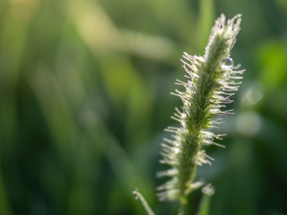 Summer day, toned photo, background with plants