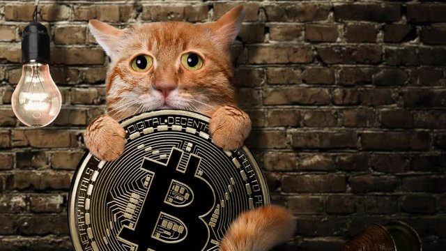 Cinemagraph - Hungry cat holding a bitcoin coin. Animation .