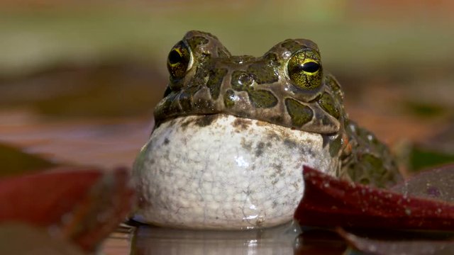 European green toad (Bufo viridis) mating call