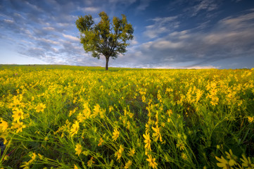 Obraz premium Spring Wildflowers in an Open Field