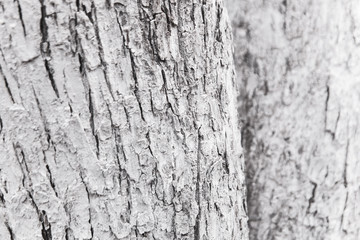 White wood texture can use as natural background. The trunk of the tree is painted white.
