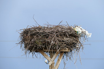 empty stork's nest
