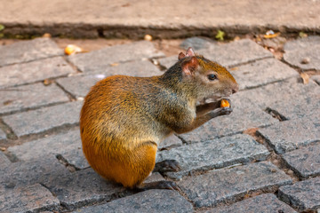 Hungry Agouti