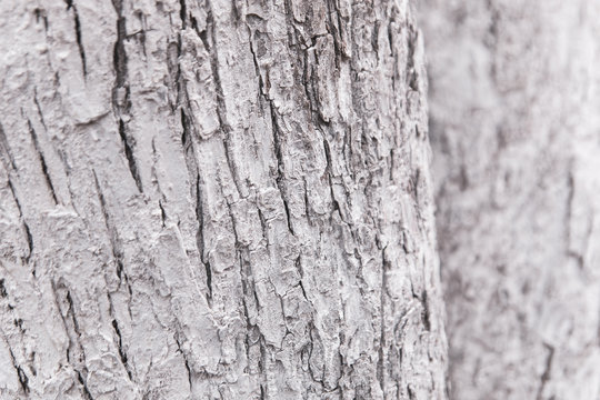 White wood texture can use as natural background. The trunk of the tree is painted white.