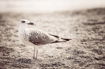 Mouette sur la plage