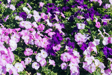 Obraz premium Petunia flower, Pink and Violet Petunia in Garden