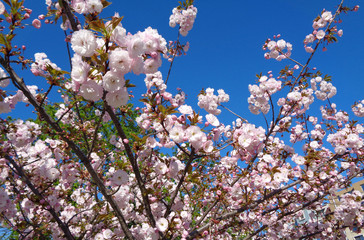 Spring Sakura tree with pink blossom
