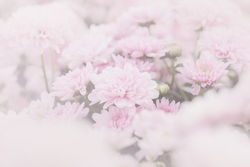 Pink chrysanthemum flower (Dendranthemum grandifflora) in soft focus with overlay pastel filtered effect