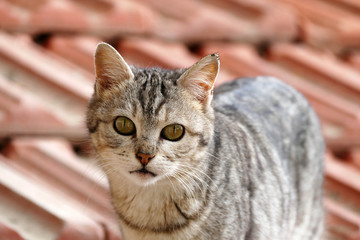 most beautiful cat and cat look
